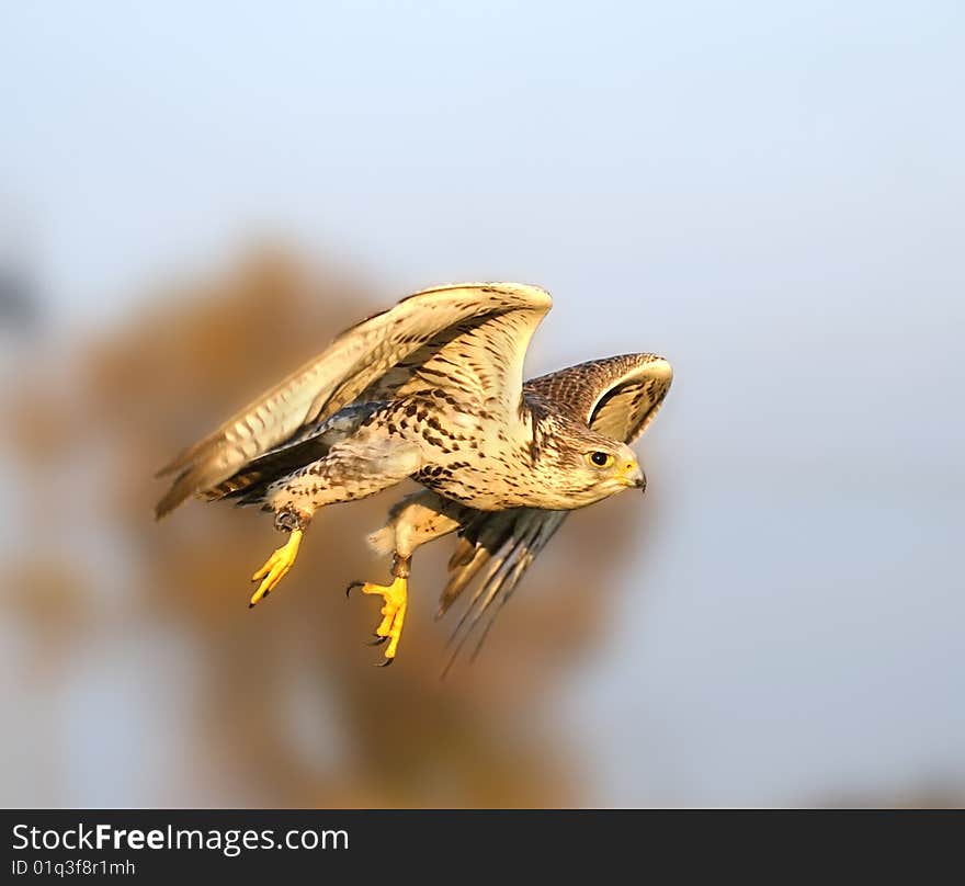 The falcon in the flight