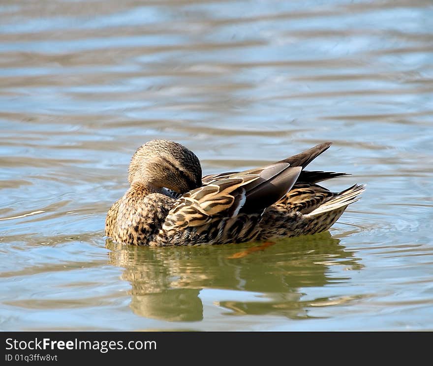 Wild duck over the blue water