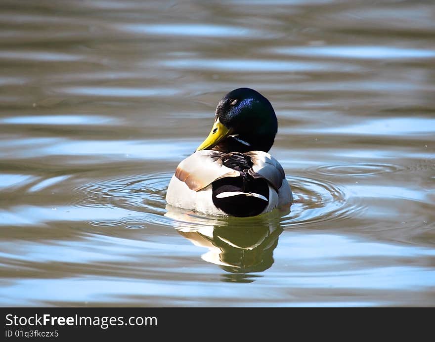 Wild duck over the blue water