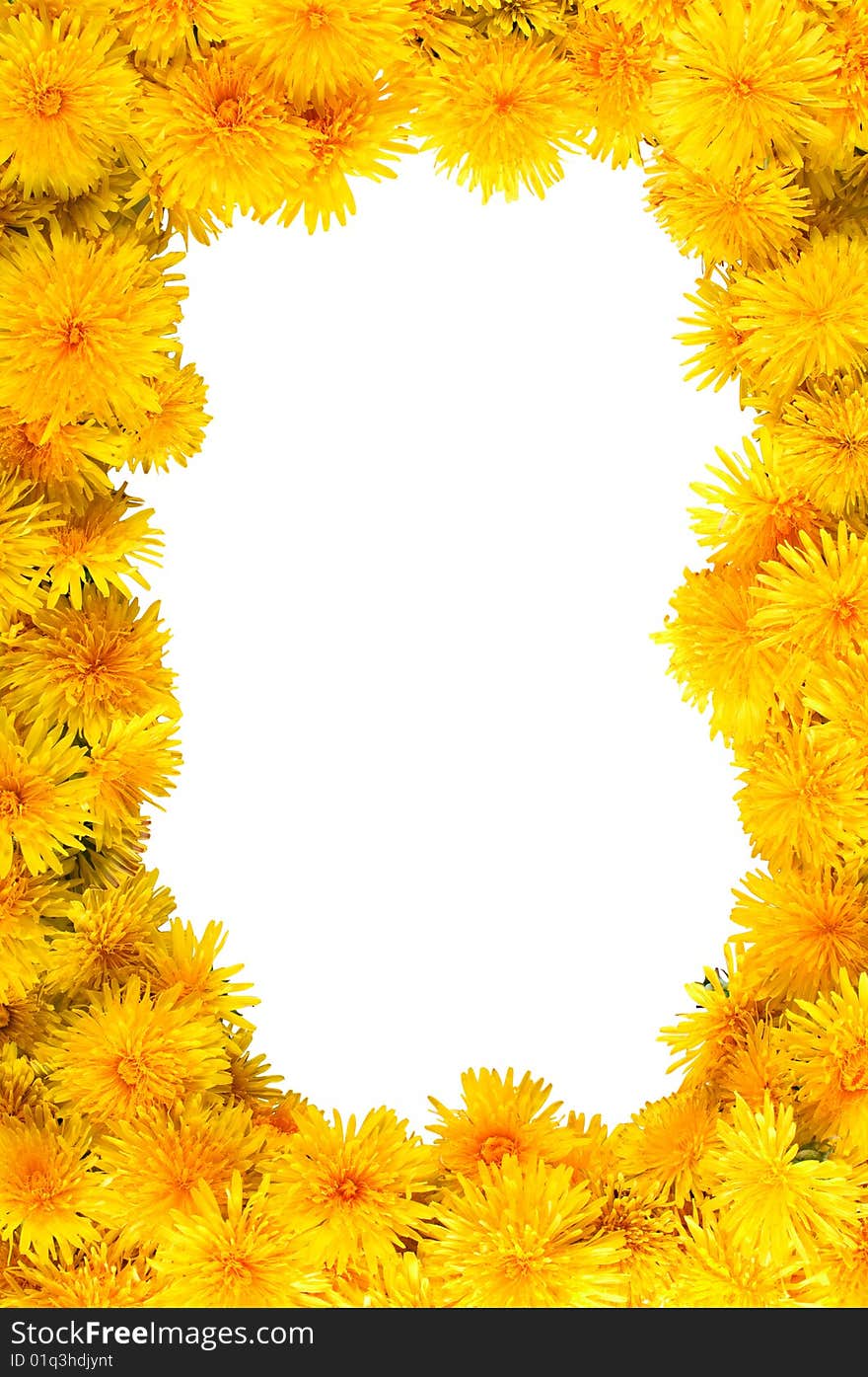 A lot of fresh yellow flowers dandelions for background