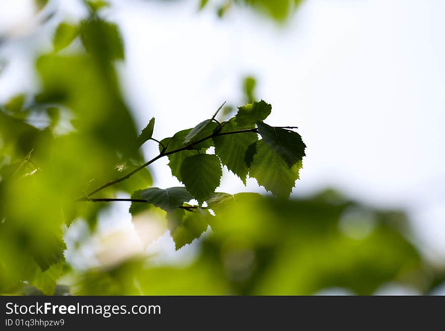 Close-up birch green leaves season background