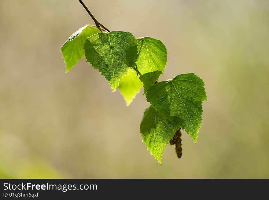 Close-up birch green leaves season background