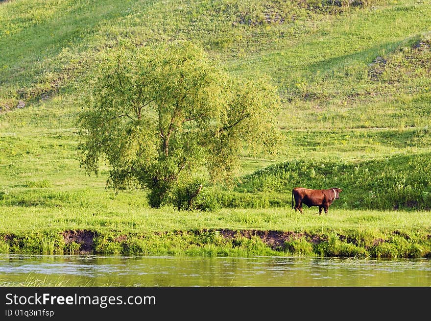 Rural landscape with a grazing cow background