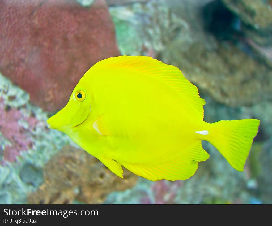 View of a yellow fish in an aquarium.