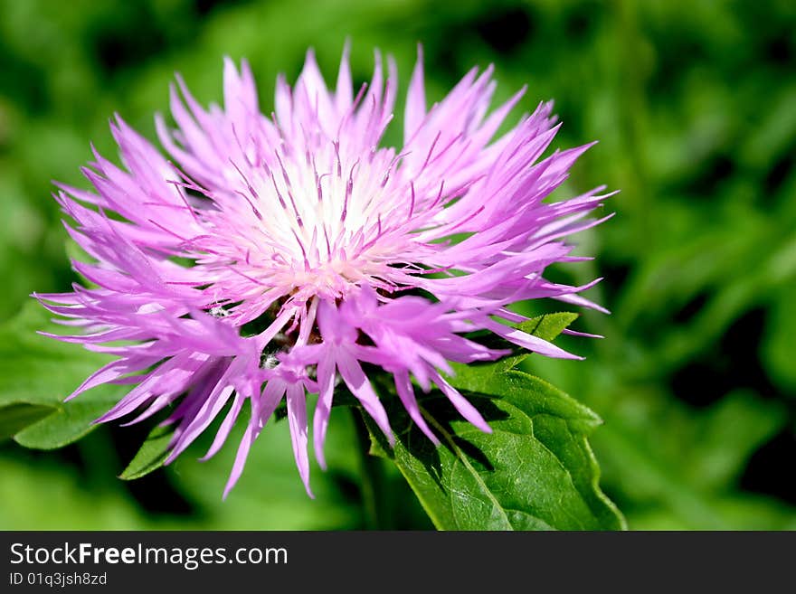 Bright cornflower closeup on green background. Bright cornflower closeup on green background