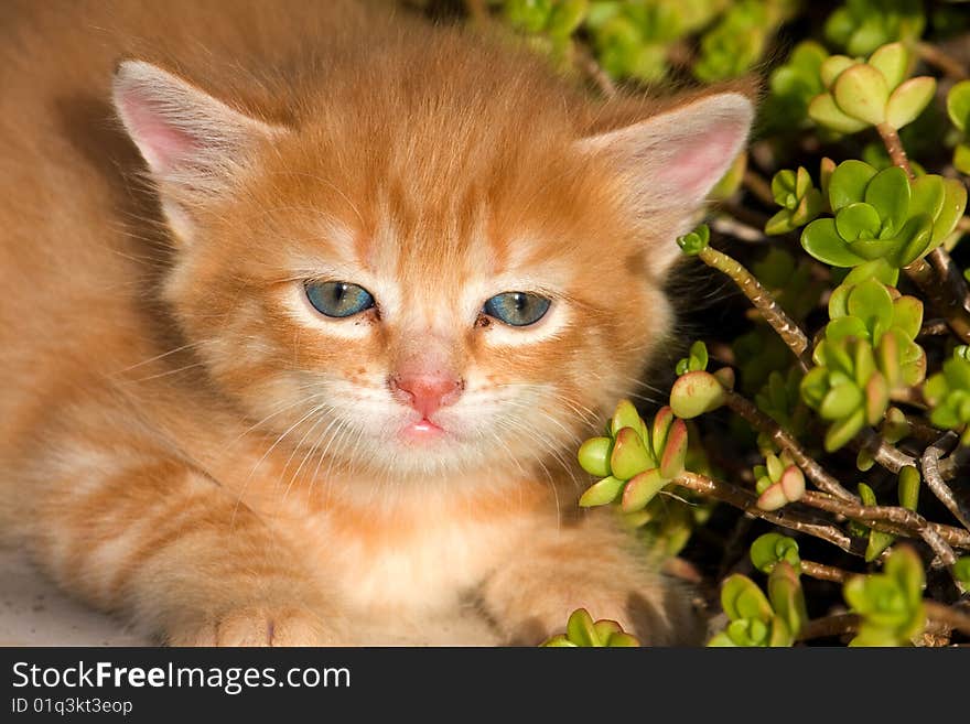 Sweet kitty staring at you