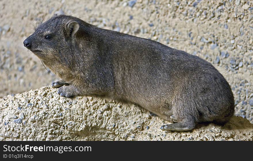 Rock hyrax 3