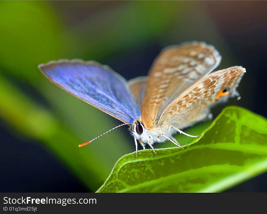 Little butterfly with purple wings and orange horn