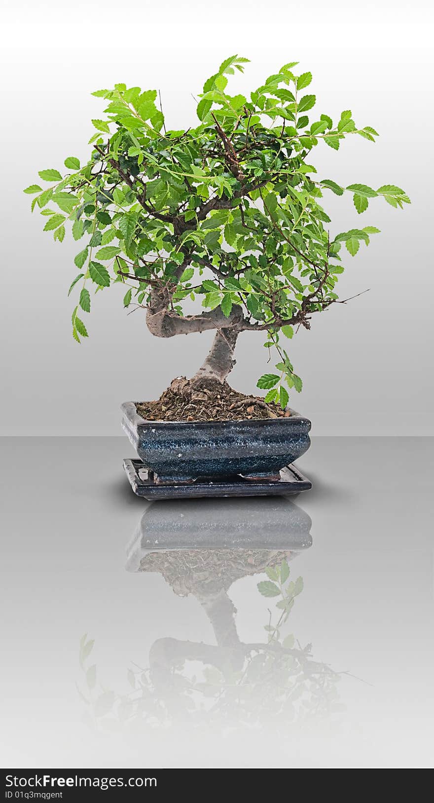 Bonsai