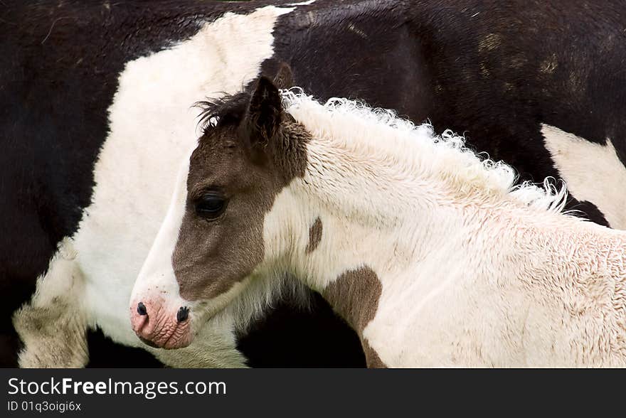 Foal