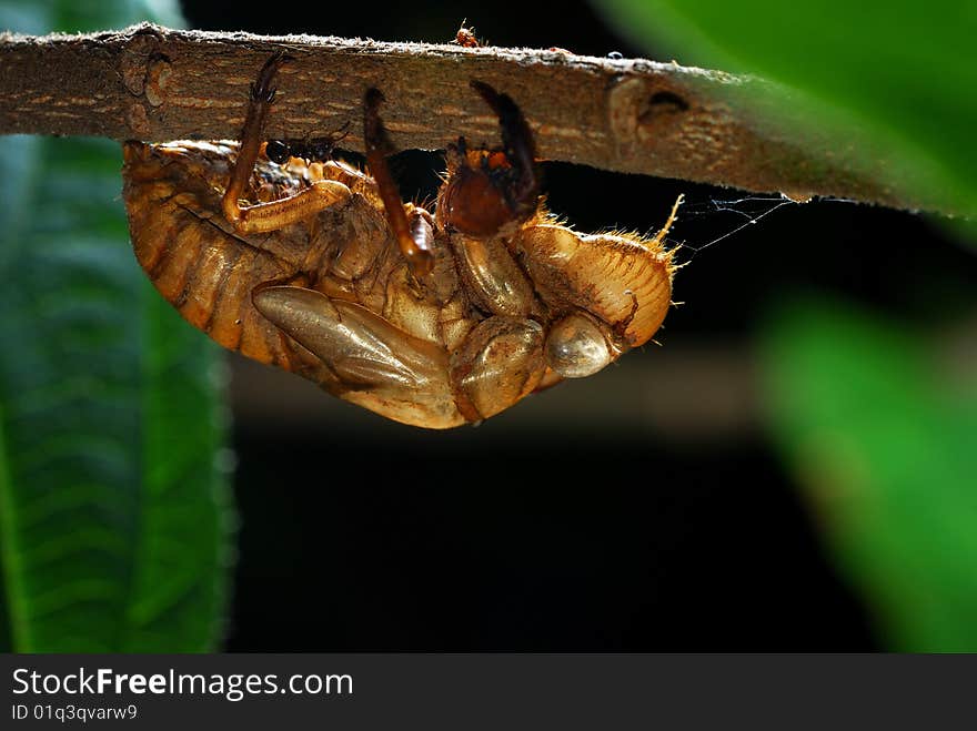 A cicada molt on the stock and three cicada