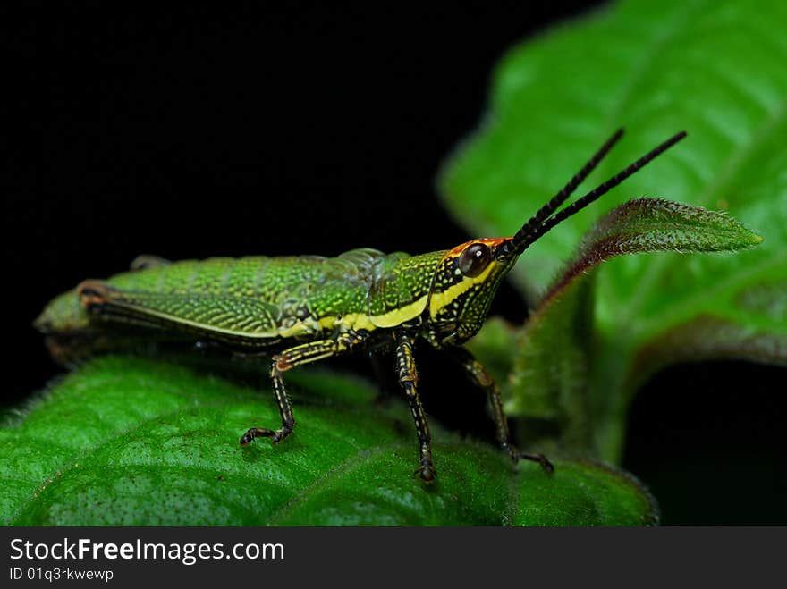 A grasshopper on the leaf and green grasshopper