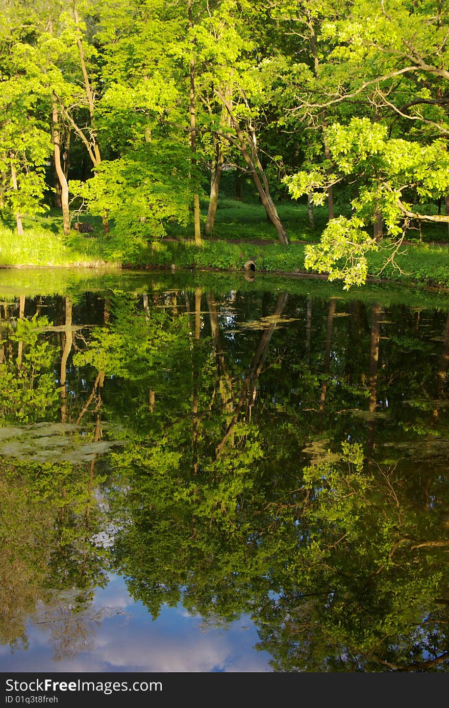 Town park trees with reflection pond. Town park trees with reflection pond