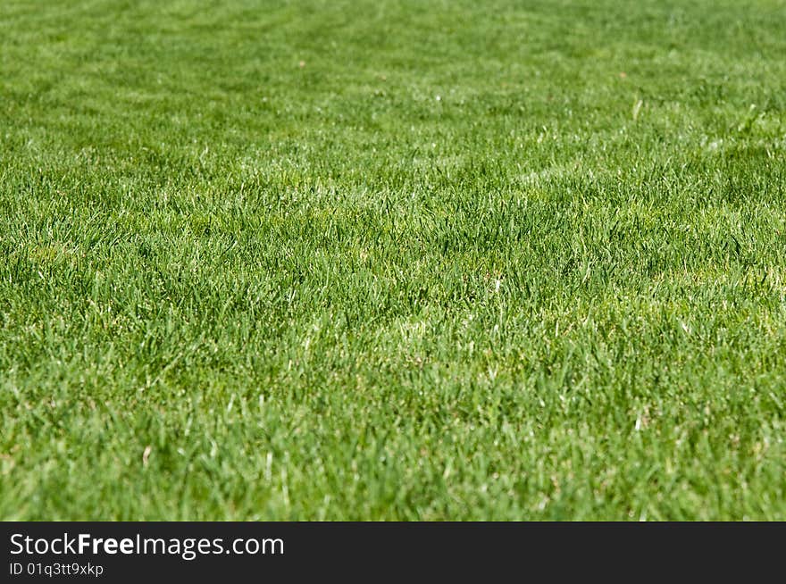 Green, shortly cut grass in summer, a sunny day