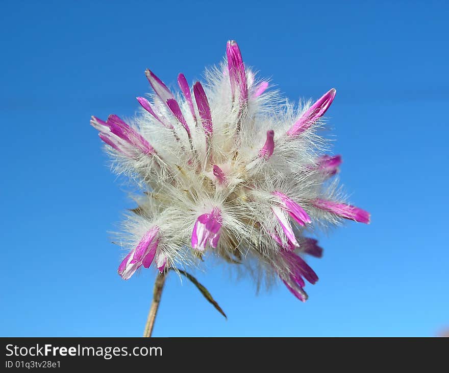 White and pink Australian wildflower against blue sky. Found at the side of the highway in South West Australia. White and pink Australian wildflower against blue sky. Found at the side of the highway in South West Australia.