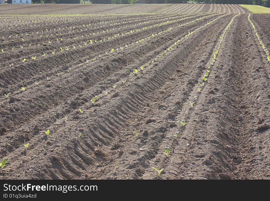 Young newly emerged seedlings in a roww