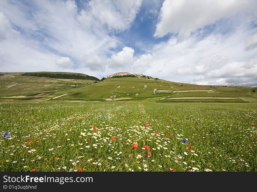 Summer landscape with many flowers