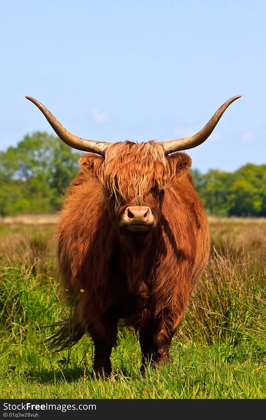 Highlander cow in a grassland