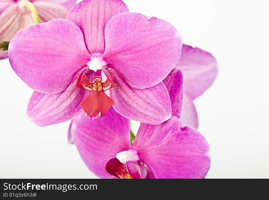 Pink flowers orchid on a white background