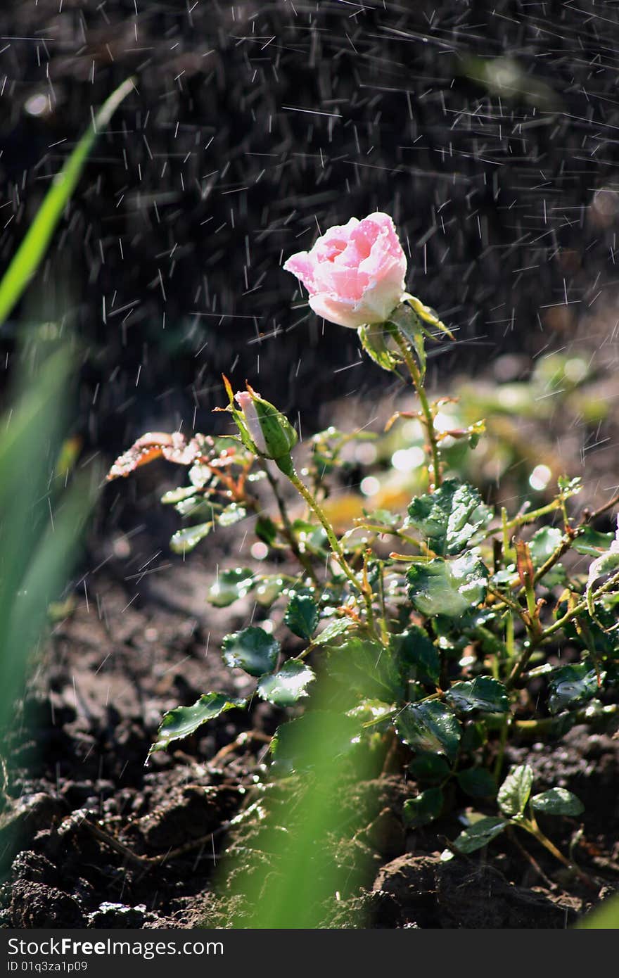 Rose in the dew drops on a bed in the garden in the time of watering