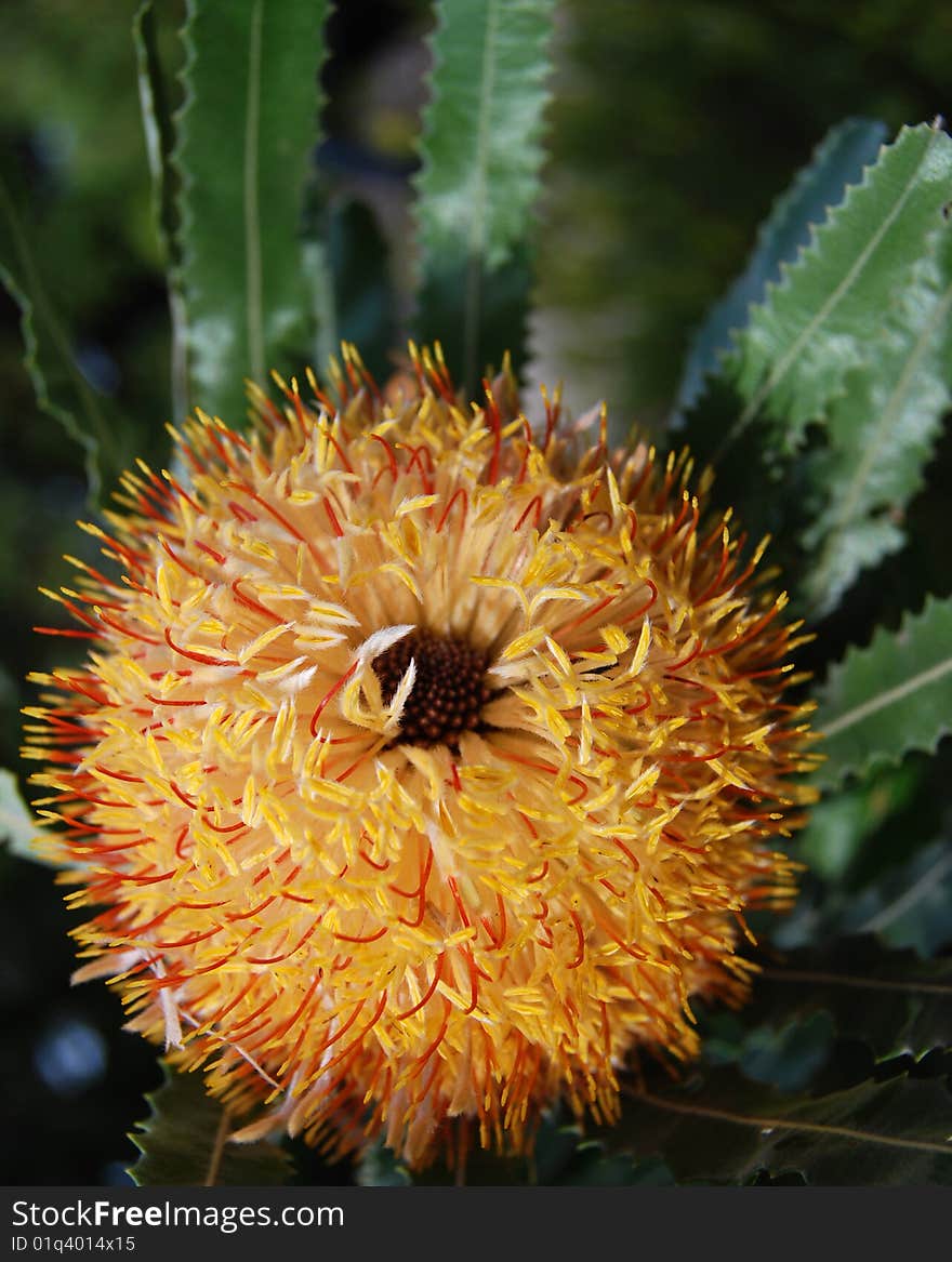 Banksia flower - Banksia littoralis, Swamp Banksia, Swamp Oak, Pungura or Western Swamp Banksia, is a tree found in Western Australia, important source of nectar for local birds