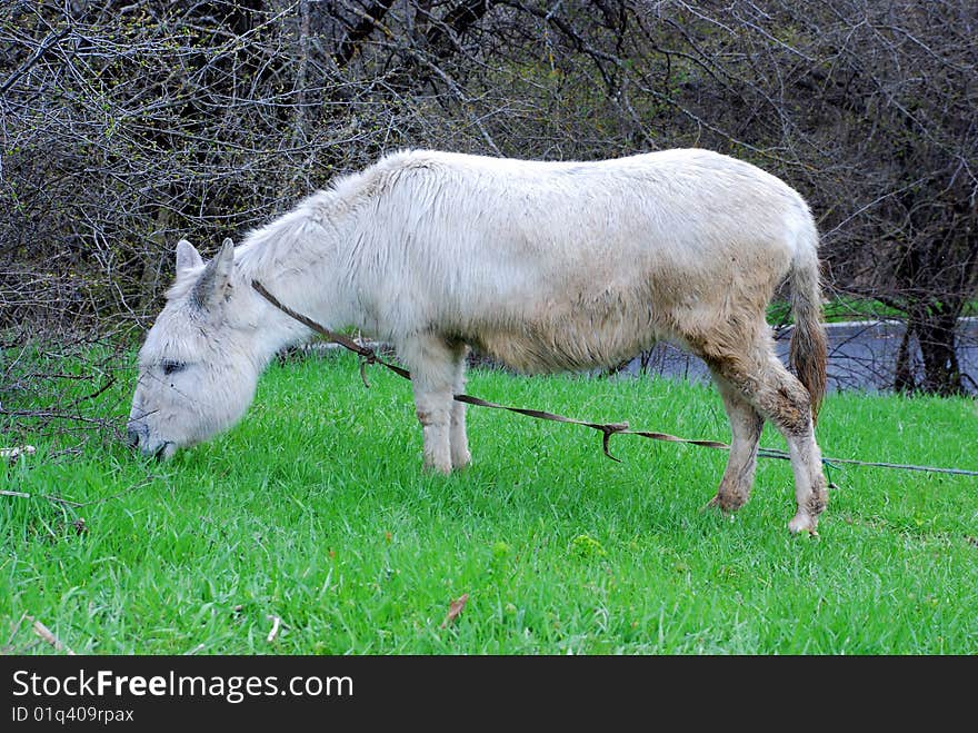 The white donkey eats a grass