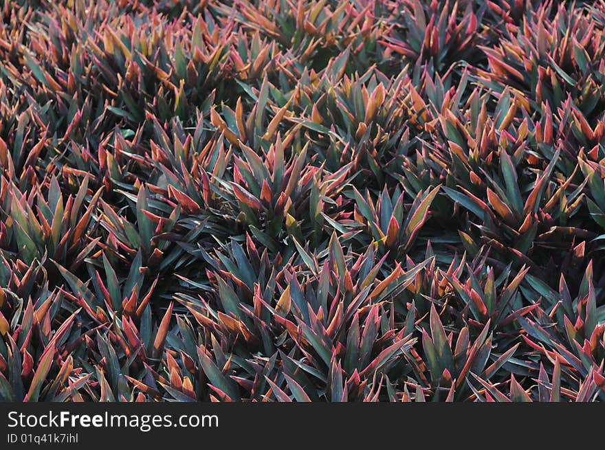 Stromanthe sanguinea mauve leaves background.