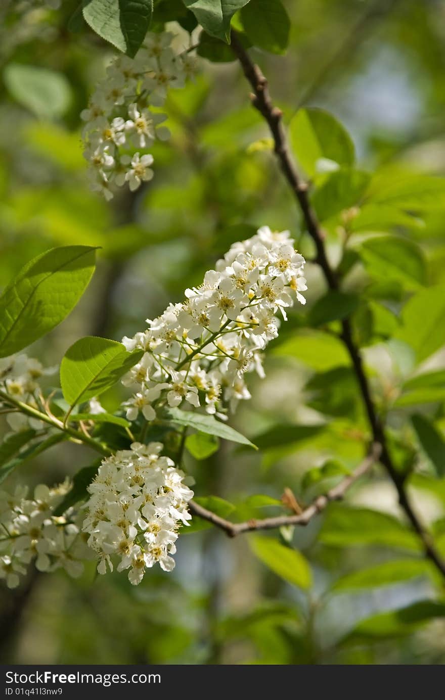 White inflorescence of blossoming out bird cherry tree