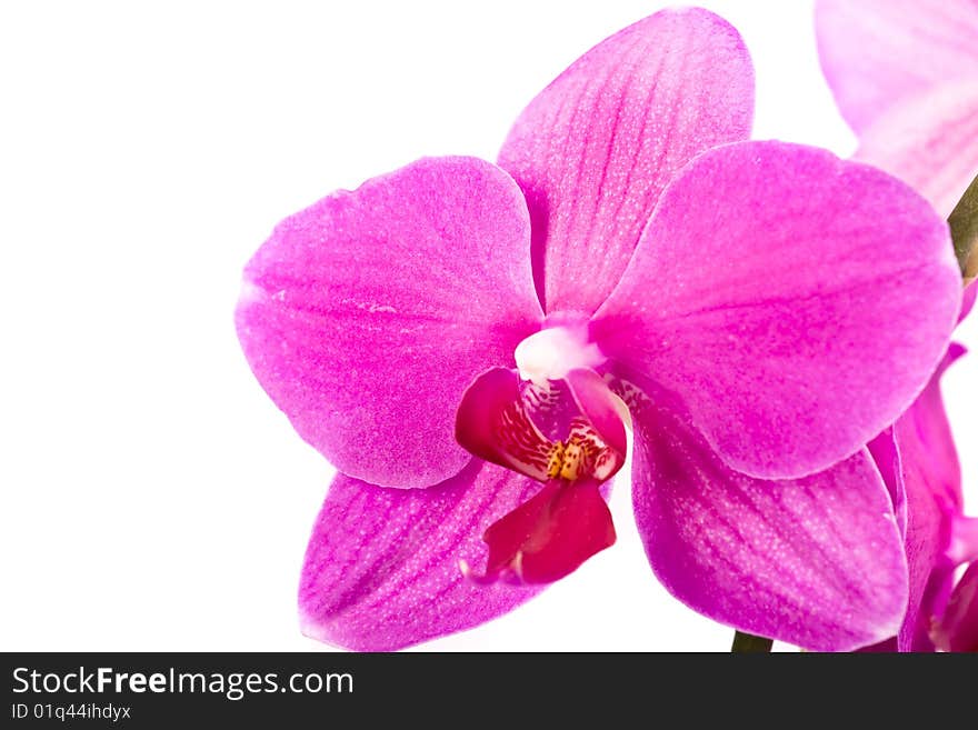 Pink flowers orchid on a white background