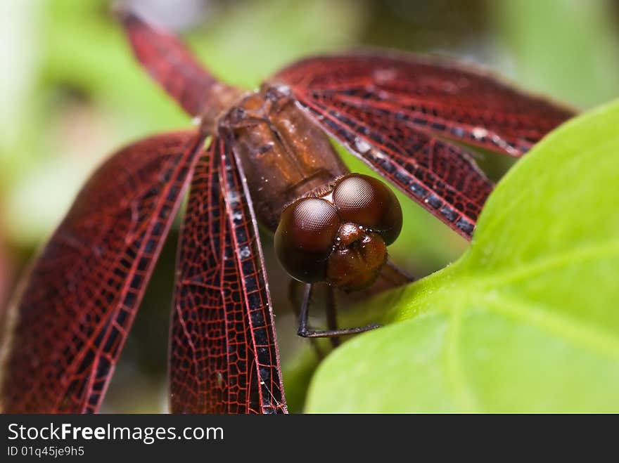 Red dragon fly rest on a green leaf