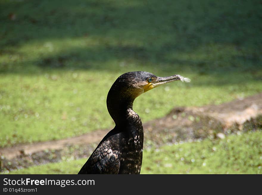 Cormorant