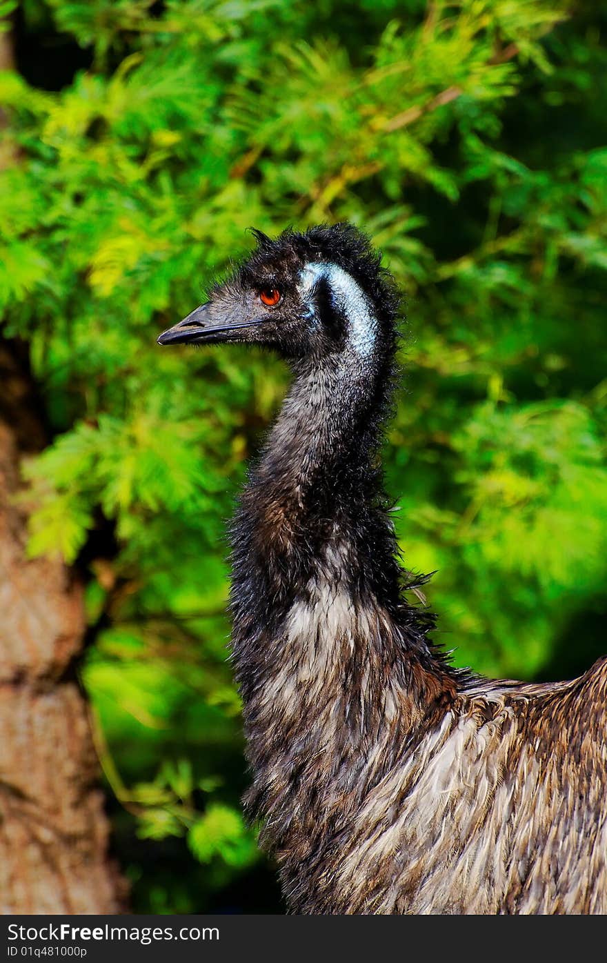 Side profile of a wild emu