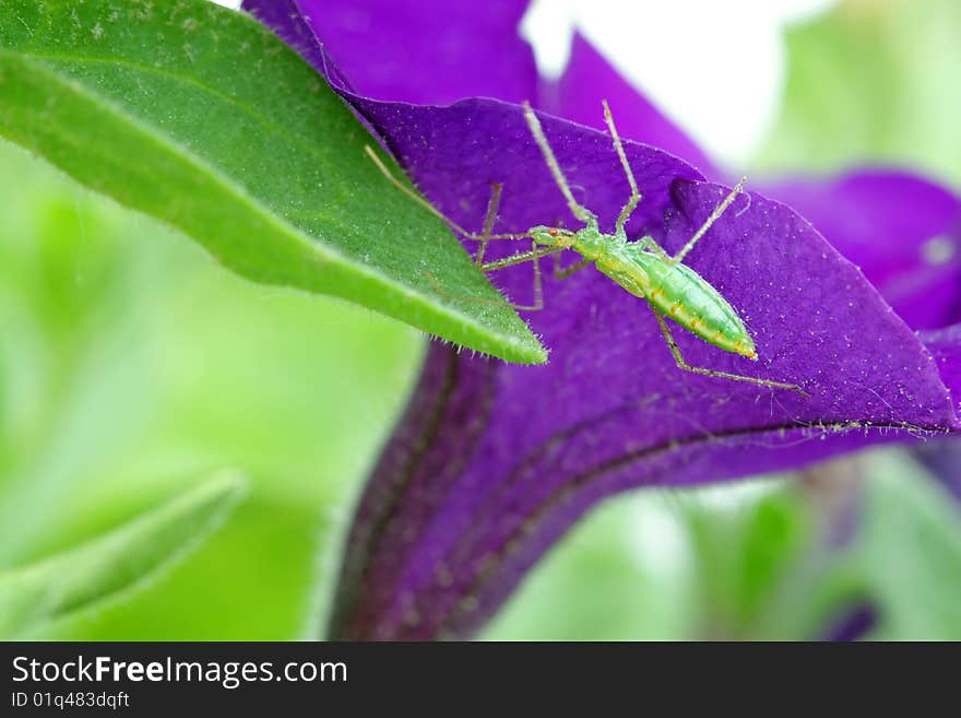 A young grasshopper crawling on a flower.