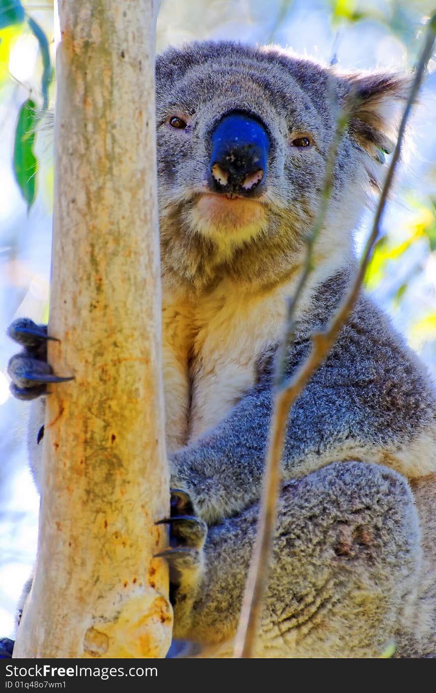 Wild koala bear hugging a tree