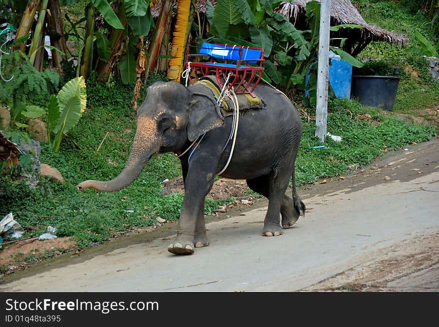 Asian elephant with a saddle