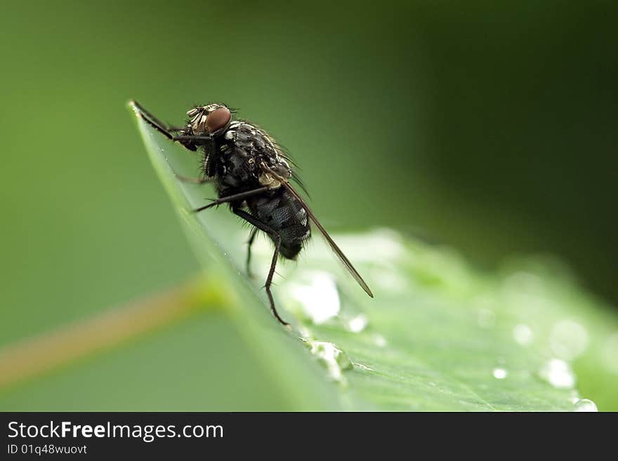 Fly From Close Up