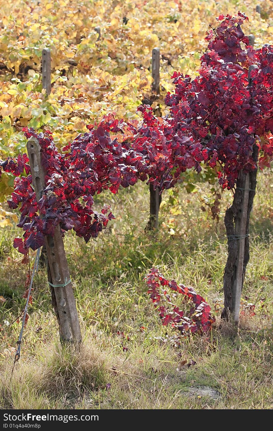 The Red Vine