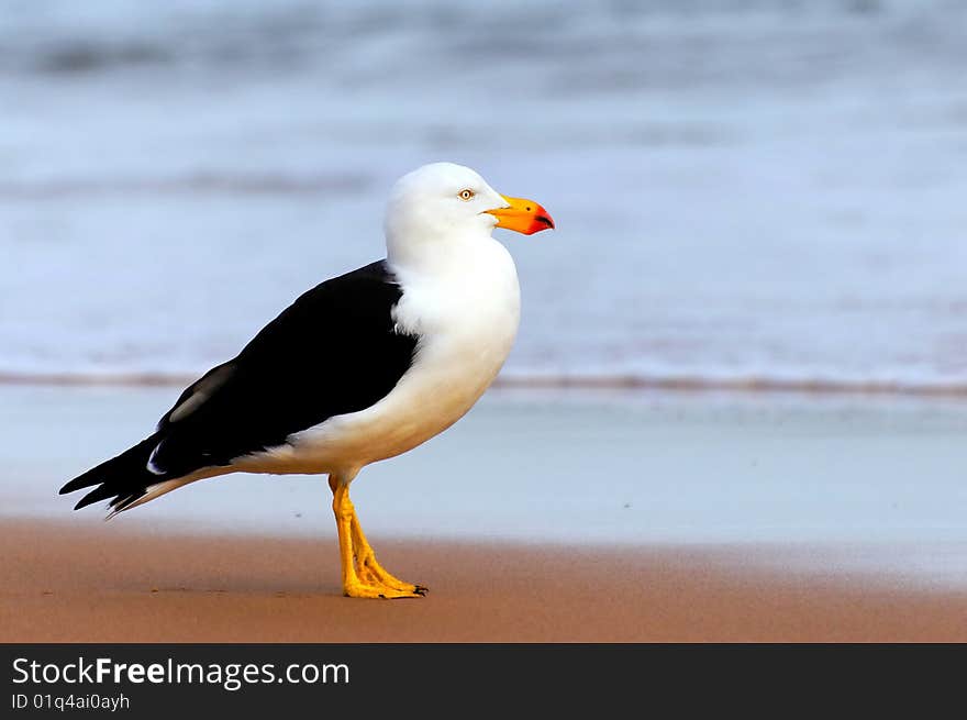 Wild giant seagull