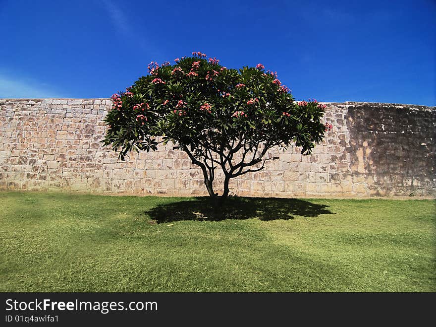 Blossoming Tree