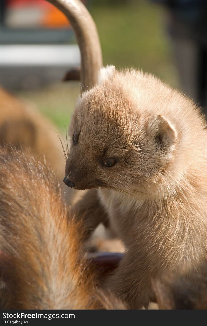 Scarecrow Of A Marten