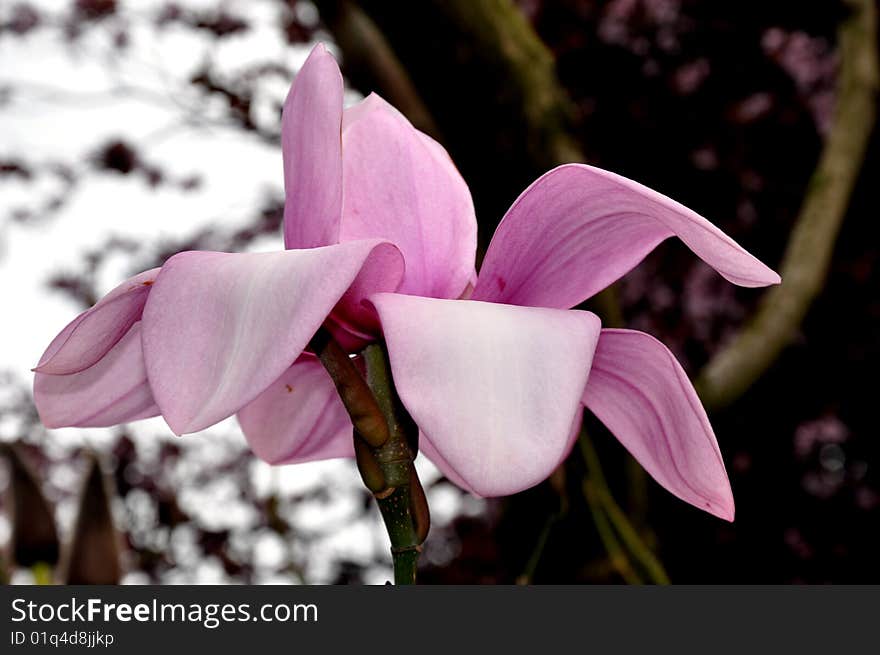 Floral Delight is a close up of a beautiful delicate flower in the Botanic gardens in Dublin, Ireland