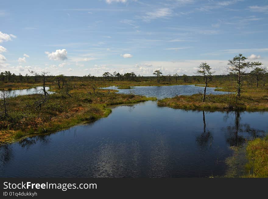 Hags in Kakerdaja Bog, Estonia, summer