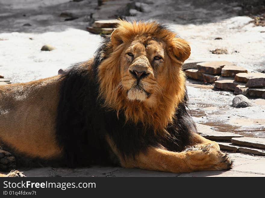 A portrait of african lion  staring at the viewer. A portrait of african lion  staring at the viewer.