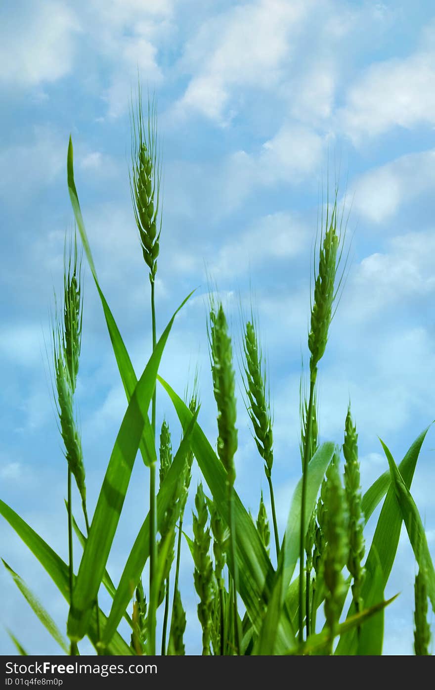 Green stalks of young wheat with the sky in background