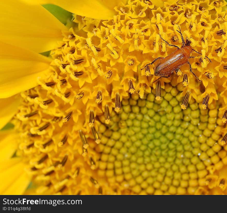 Beetle feeding on a sunflower