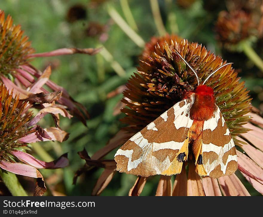 Moth feeding on echinacea flower