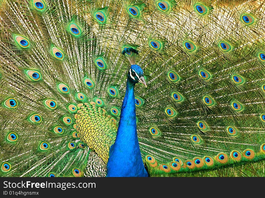 A Peacock trying to attract a mate