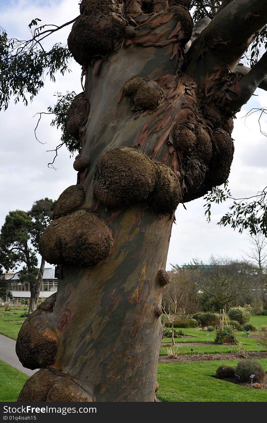 Tree with Warts is a picture of a tree trunk with some unusual growths attached to it