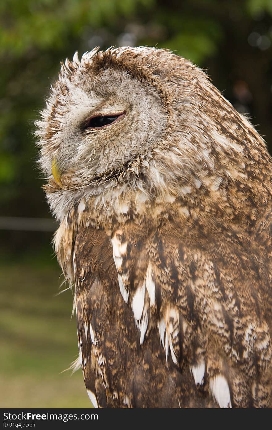 Magnificent Owl