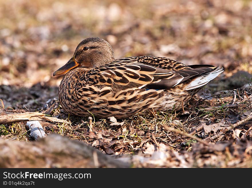 Mallard on ground with dry leaf